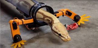 engineer-builds-robotic-legs-for-snakes-shares-video-on-youtube